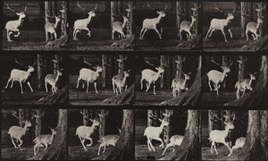 Locomotion animale, Planche 686 - Eadweard Muybridge